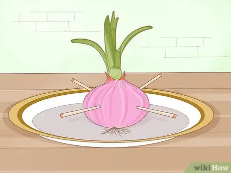 Image titled Grow Onions in Water Step 2