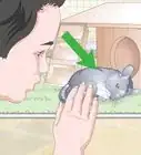 Care for Chinchillas