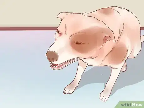 Image titled Get a Dog to Stop Whining Step 8