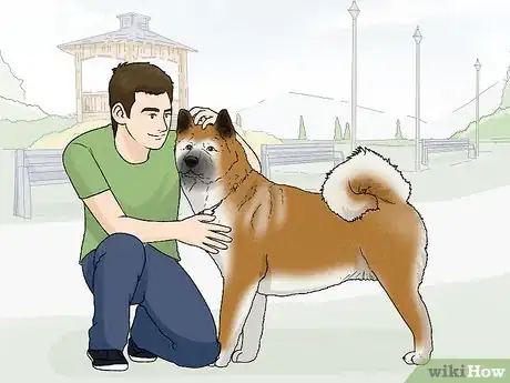 Image titled Identify an Akita Step 7