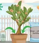 Plant Desert Rose Seeds