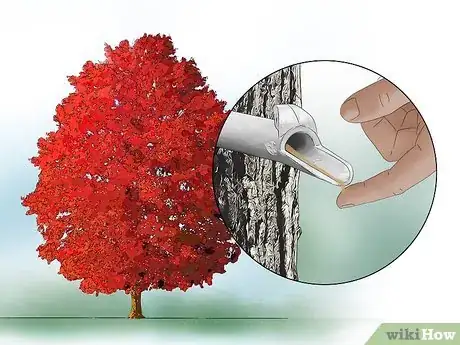 Image titled Identify Common Species of Maple Trees Step 15