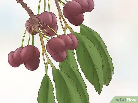 Image titled Grow Cherries Step 2