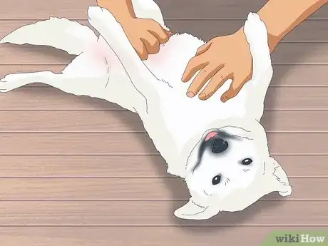 Image titled Why Do Dogs Sleep on Their Backs Step 2