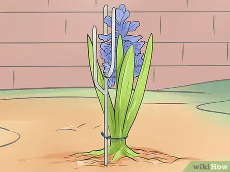 Image titled Prevent Hyacinth Flowers from Flopping Step 8