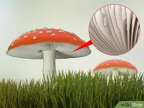 Image titled Identify Poisonous Mushrooms Step 7