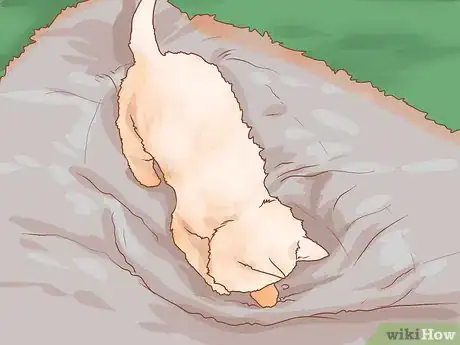 Image titled Take Care of a West Highland White Terrier Step 13