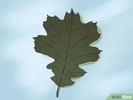 Image titled Identify Oak Leaves Step 16