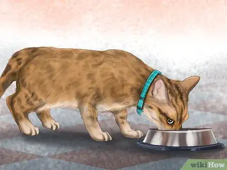 Image titled Choose the Right Place to Feed Your Cat Step 1