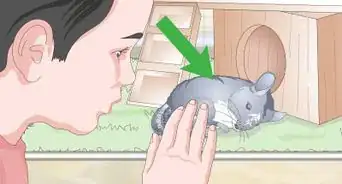 Care for Chinchillas