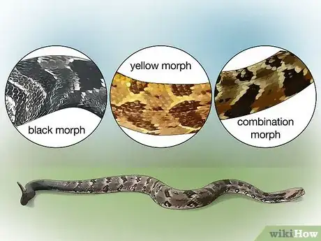 Image titled Identify a Timber Rattlesnake Step 1