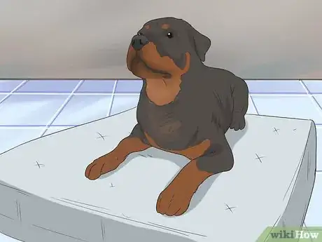 Image titled Treat Arthritis in Rottweilers Step 12