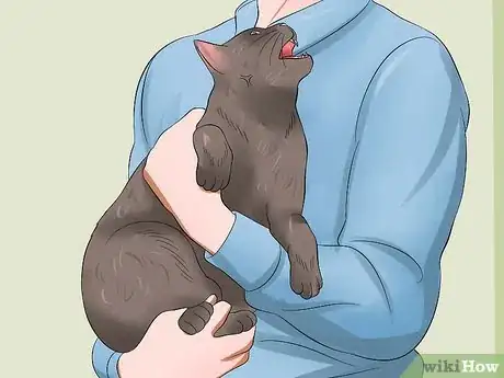 Image titled Tell if a Cat Is in Pain Step 5