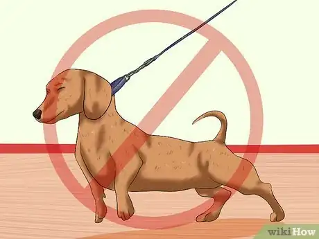 Image titled Train Dachshunds Step 15