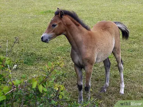 Image titled Write a Fictional Story About Horses Step 1