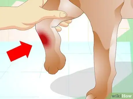 Image titled Diagnose Broken Bones in Dogs Step 5