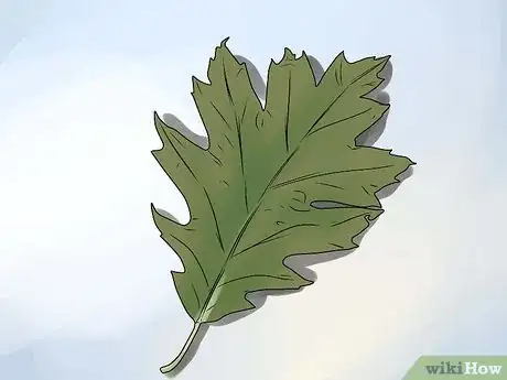 Image titled Identify Oak Leaves Step 14