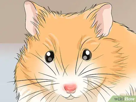 Image titled Spot Illness in Hamsters Step 7