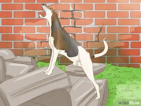 Image titled Identify a Treeing Walker Coonhound Step 10