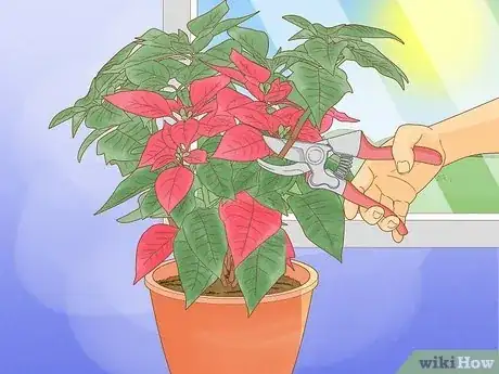 Image titled Grow Poinsettia Step 15