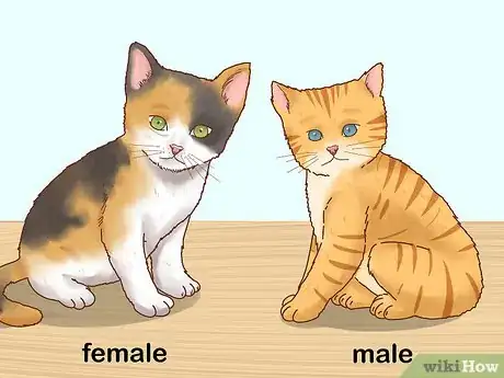 Image titled Determine the Sex of a Kitten Step 6