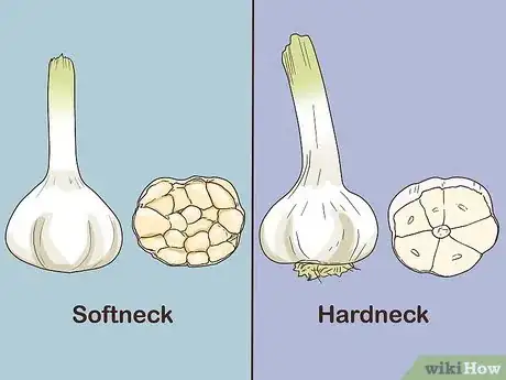 Image titled Grow Garlic In Florida Step 1