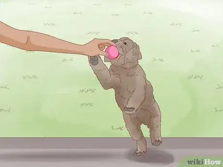 Image titled Make a Puppy Poop Step 2