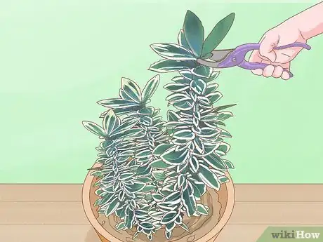 Image titled Keep Variegation in Plants Step 6