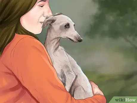 Image titled Care for an Italian Greyhound Step 1