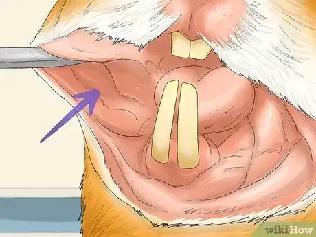 Image titled Perform a Check Up on Your Hamster Step 5