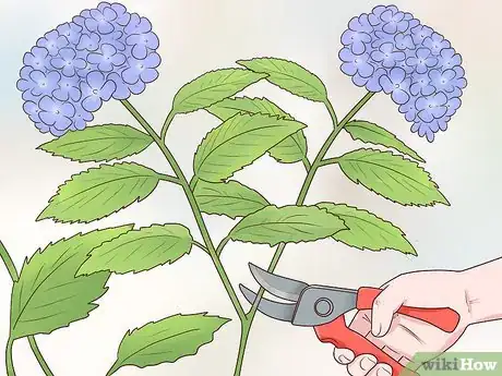 Image titled Cut Hydrangea Blooms Step 3