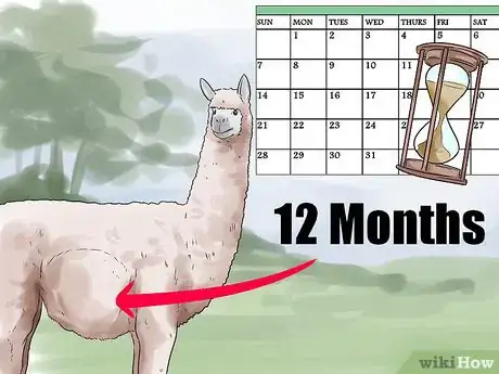 Image titled Breed Alpacas Step 13