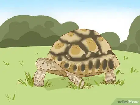 Image titled Care for a Leopard Tortoise Step 5