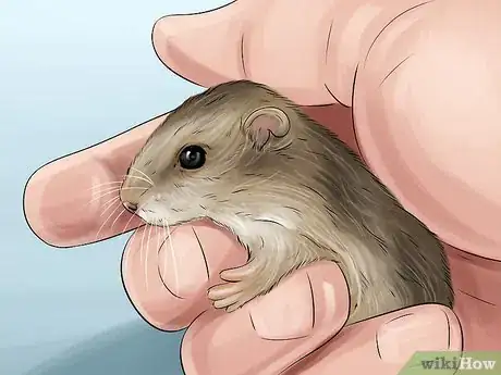 Image titled Adopt or Buy a Hamster Step 6