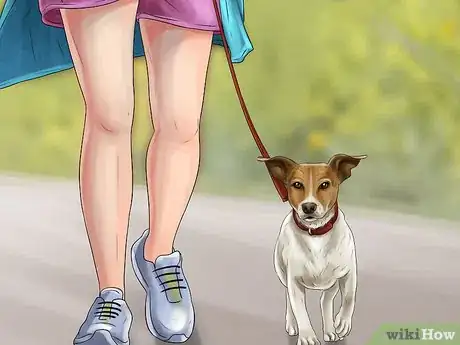 Image titled Live With a Hyper Jack Russell Terrier Step 1