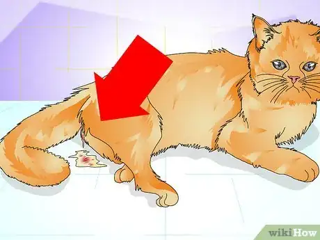 Image titled Tell if a Cat Is Spayed Step 12