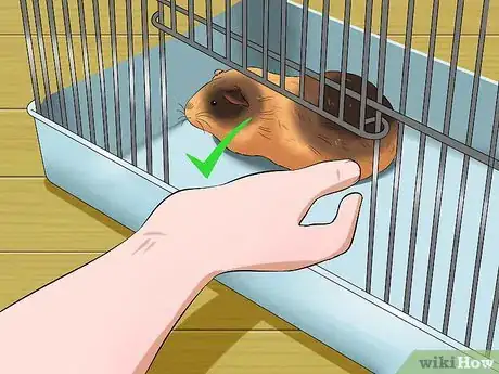 Image titled Pick Up a Guinea Pig Step 11