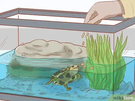 Image titled Take Care of Baby Water Turtles Step 13