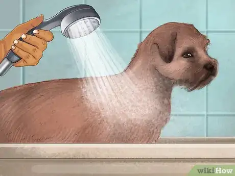 Image titled Groom a Border Terrier Step 6