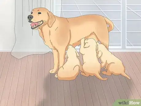 Image titled Make Sure That Your Dog Is Okay After Giving Birth Step 11