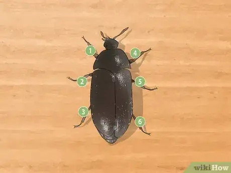 Image titled Identify Beetles Step 3