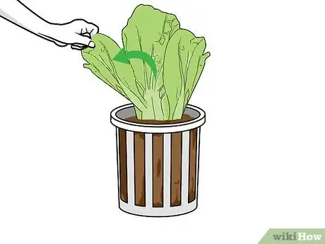 Image titled Grow Hydroponic Lettuce Step 16