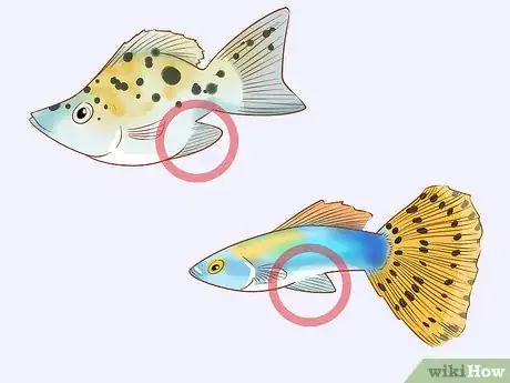 Image titled Determine the Sex of a Fish Step 7