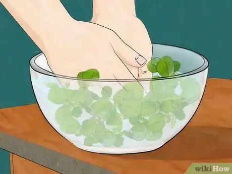 Image titled Grow Watercress Step 10