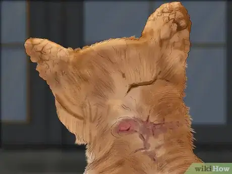 Image titled Diagnose Feline Skin Problems Step 2