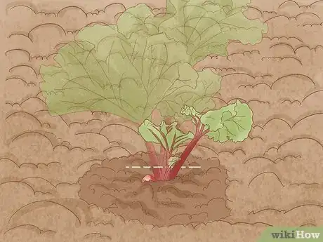 Image titled Divide Rhubarb Plants Step 14