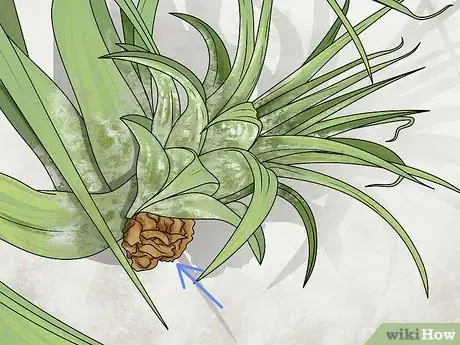 Image titled Propagate Air Plants Step 1