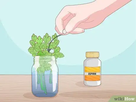 Image titled Grow Parsley from Cuttings Step 5