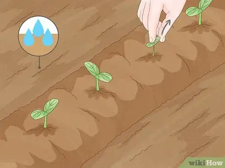 Image titled Grow Watermelons Step 6