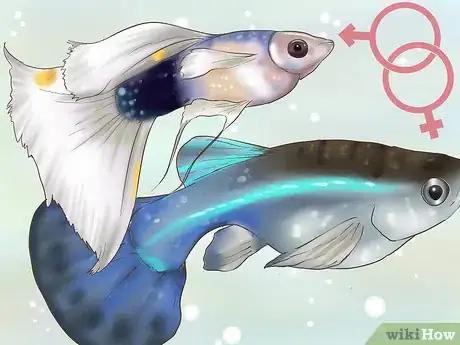 Image titled Find Out if Your Guppy Is Pregnant Step 4